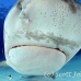 shark_tiger_ft_lbb_h_4291_bah4972.jpg